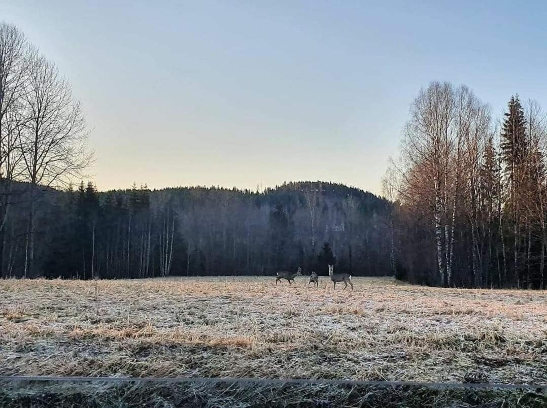 Mysig Timmerstuga Med Braskamin Naera Hovfjaellet Турсбю Экстерьер фото